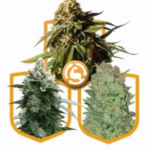 "Buy Autoflowering Strong Feminized Cannabis Seed Pack Online - Premium Cannabis Seeds for Sale in Amsterdam, Europe"