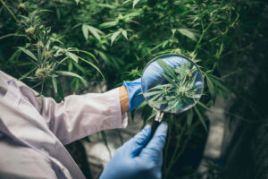 Cannabis Seeds in Europe