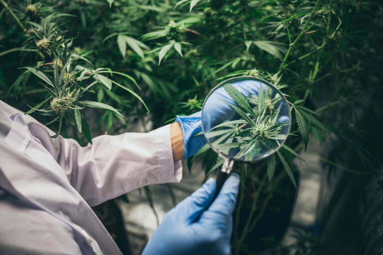 Cannabis Seeds in Europe