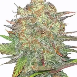 "Buy Autoflowering Strong Feminized Cannabis Seed Pack Online - Premium Cannabis Seeds for Sale in Amsterdam, Europe"