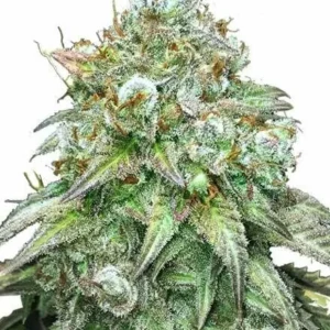 Buy Godfather OG Feminized Seeds Online - Premium Cannabis Seeds for Sale in Amsterdam, Europe