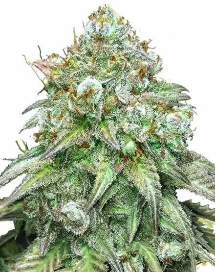 Buy Godfather OG Feminized Seeds Online - Premium Cannabis Seeds for Sale in Amsterdam, Europe