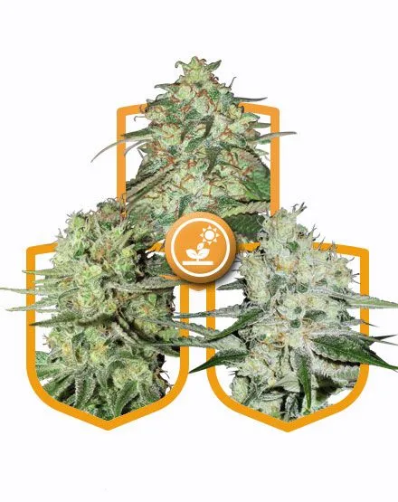Buy Outdoor Growing Feminized Cannabis Seed Pack Online - Premium Cannabis Seeds for Sale in Amsterdam, Europe"