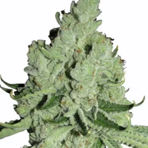 "Buy Sour Diesel Cannabis Seeds Online - Premium Sour Diesel Seeds for Sale in Amsterdam, Europe