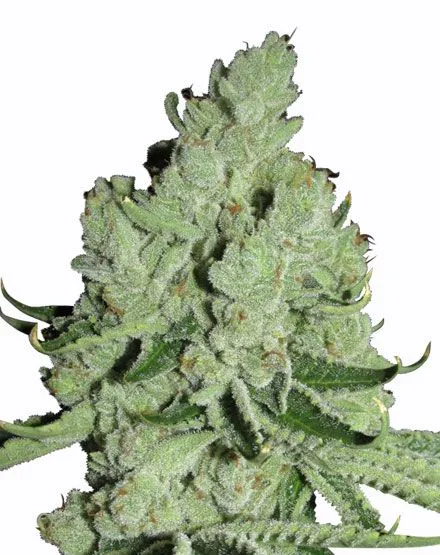 "Buy Sour Diesel Cannabis Seeds Online - Premium Sour Diesel Seeds for Sale in Amsterdam, Europe