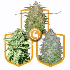 "Buy Super Strong Cannabis Seed Pack Online - Premium Cannabis Seeds for Sale in Amsterdam, Europe"