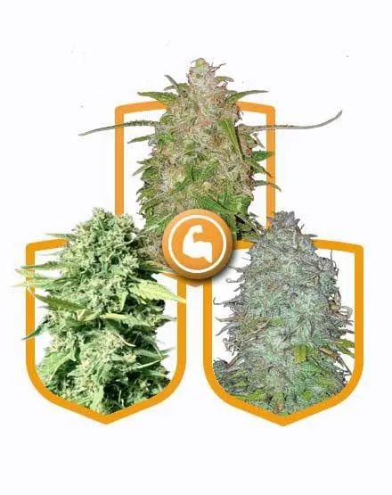 "Buy Super Strong Cannabis Seed Pack Online - Premium Cannabis Seeds for Sale in Amsterdam, Europe"