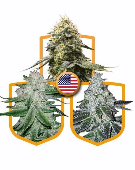 "Buy USA Mega Cannabis Seed Pack Online - Premium Cannabis Seeds for Sale in Amsterdam, Europe"