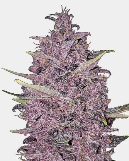 Buy Kushberry Moonrocks Feminized Cannabis Seeds Online - Premium Cannabis Seeds for Sale in Amsterdam, Europe"